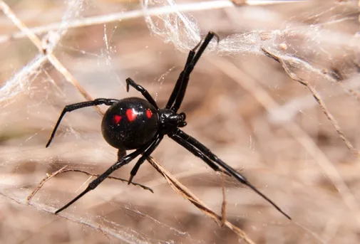 Latrodectus variolus (Latrodectus variolus) - Picture Insect
