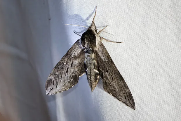 Poecila sphinx