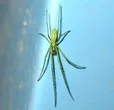 Tetragnatha viridis