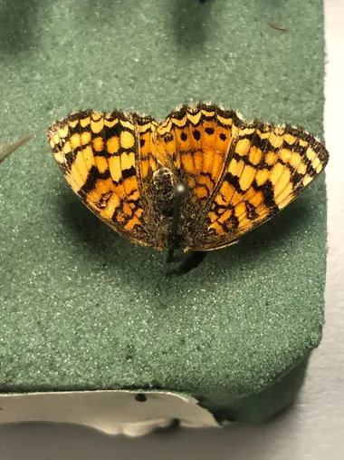 Chlosyne gorgone