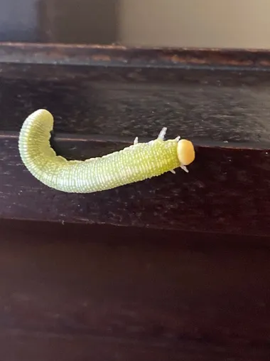 Trichiosoma triangulum