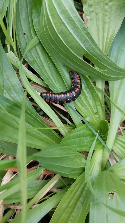Cucullia lucifuga