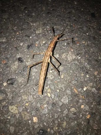 トゲナナフシ (Neohirasea japonica) - Picture Insect