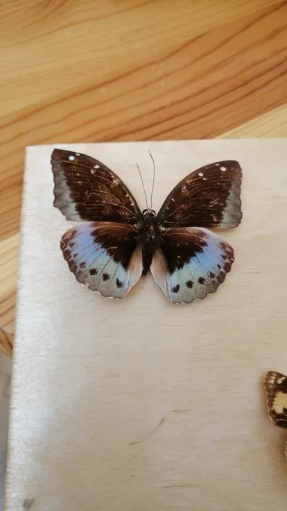 Common archduke