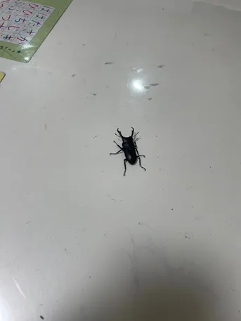コクワガタ (Dorcus rectus) - Picture Insect