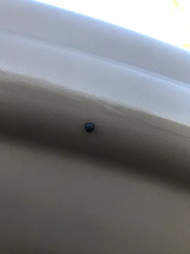 Black bladder-bodied meloid