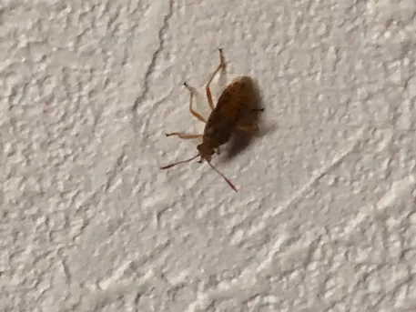 アカヒメヘリカメムシ (Rhopalus maculatus) - Picture Insect