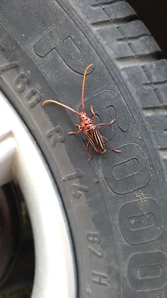 オオキバウスバカミキリ (Macrodontia cervicornis) - Picture Insect