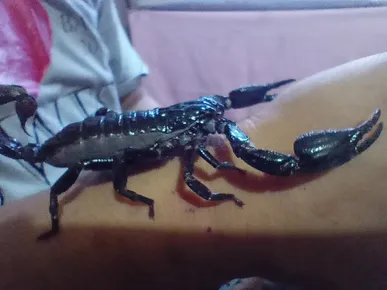 Scorpion bleu d'asie