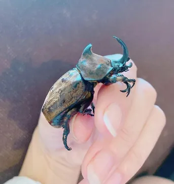 ピサロタテヅノカブト(ピサロ楯角兜) (Golofa pizarro) - Picture Insect