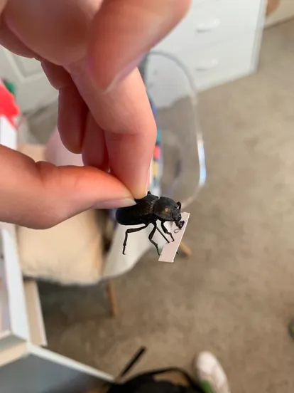 Deltochilum gibbosum