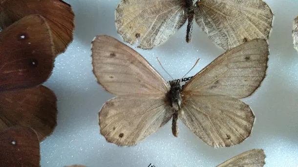 タカネヒカゲ (Oeneis norna) - Picture Insect タカネヒカゲ (Oeneis norna) - Picture Insect