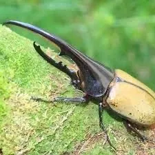 ネプチューンオオカブト (Dynastes neptunus) - Picture Insect