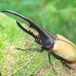 Neptune beetle