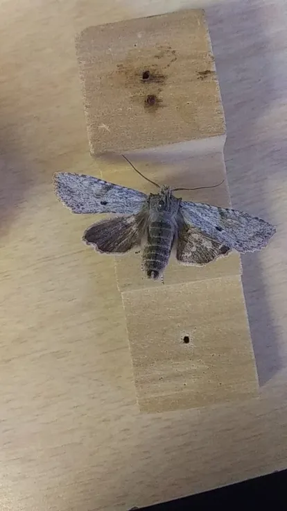 Dimorphic pinion moth