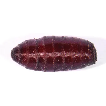 Fly pupa (Cyclorrhapha (pupa)) - Picture Insect Fly pupa (Cyclorrhapha (pupa)) - Picture Insect