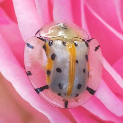 Aspidimorpha miliaris