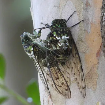 ミンミンゼミ ミンミンゼミ (Hyalessa maculaticollis) - Picture Insect