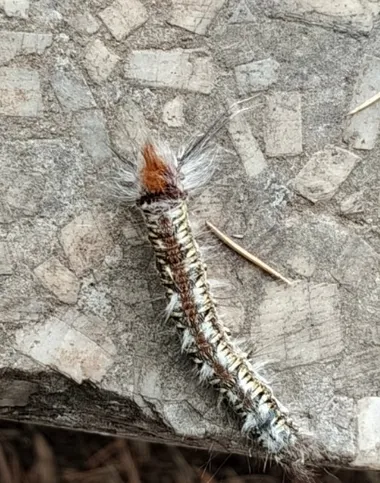 Dendrolimus punctata