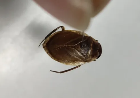 コオイムシ (Appasus japonicus) - Picture Insect
