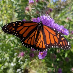 Monarch butterfly