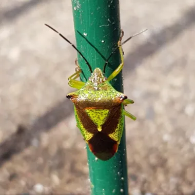 Acanthosoma haemorrhoidale