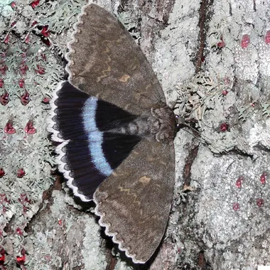 Clifden nonpareil