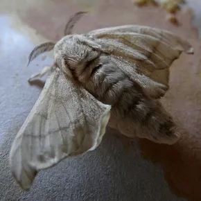 Silkworm