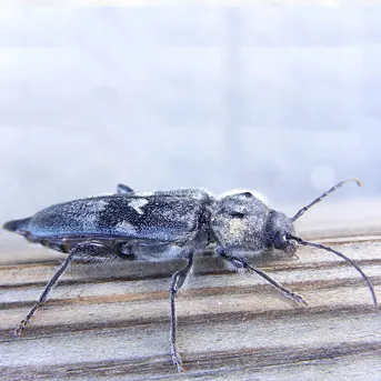 オウシュウイエカミキリ (Hylotrupes bajulus) - Picture Insect