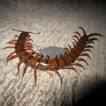 ペルビアンジャイアントセンティピィード (Scolopendra gigantea) - Picture Insect