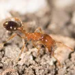 Southern fire ant