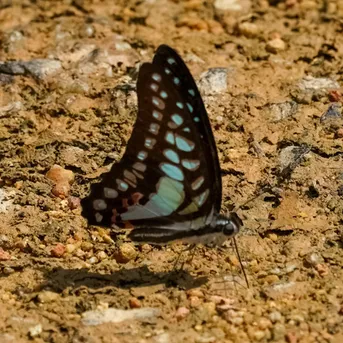 エベモンミカドアゲハ (Graphium evemon) - Picture Insect