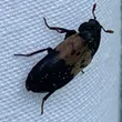 Larder Beetle