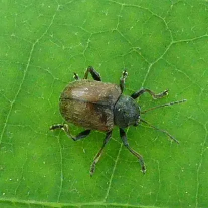 Western Grape Rootworm