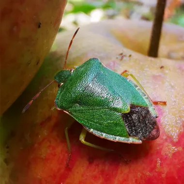 Green shield bug