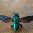Dilemma Orchid Bee