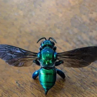 Orchid bee discount