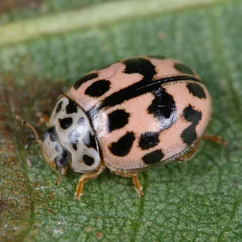 Oenopia conglobata Oenopia conglobata Picture Insect