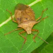 Spined soldier bug