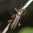 A blister beetle
