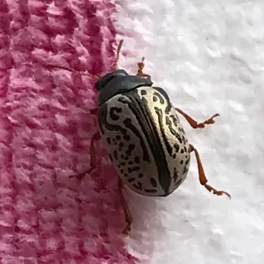 Calligrapha philadelphica