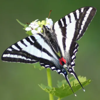 トラフタイマイ (Protographium marcellus) - Picture Insect