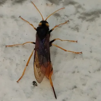 Urocerus gigas (Urocerus gigas) - Picture Insect