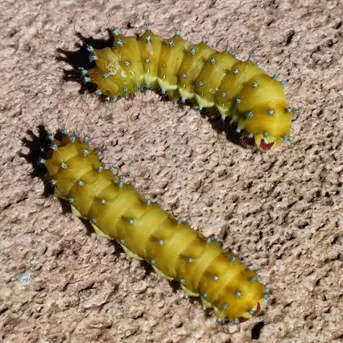 オオクジャクヤママユ (Saturnia pyri) - Picture Insect