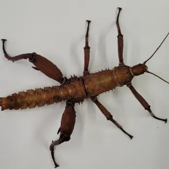 【特大♀】トゲアシフトナナフシオバケフトナナフシコノハムシカマキリバッタ直翅類 特大♀】トゲアシフトナナフシオバケフトナナフシコノハムシ