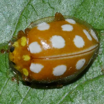 Grande coccinelle orange Halyzia sedecimguttata Picture Insect