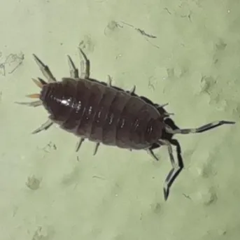 ワラジムシ（草鞋虫） (Porcellio scaber) - Picture Insect