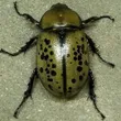Eastern hercules beetle