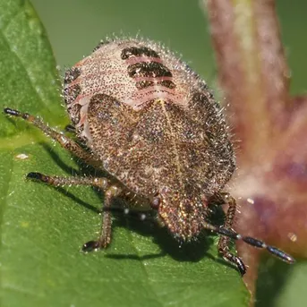 ブチヒゲカメムシ (Dolycoris baccarum) - Picture Insect