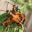 Large Milkweed Bug